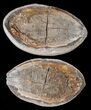 Triassic Fossil Fish (Australosomus) - Madagascar #16740-2